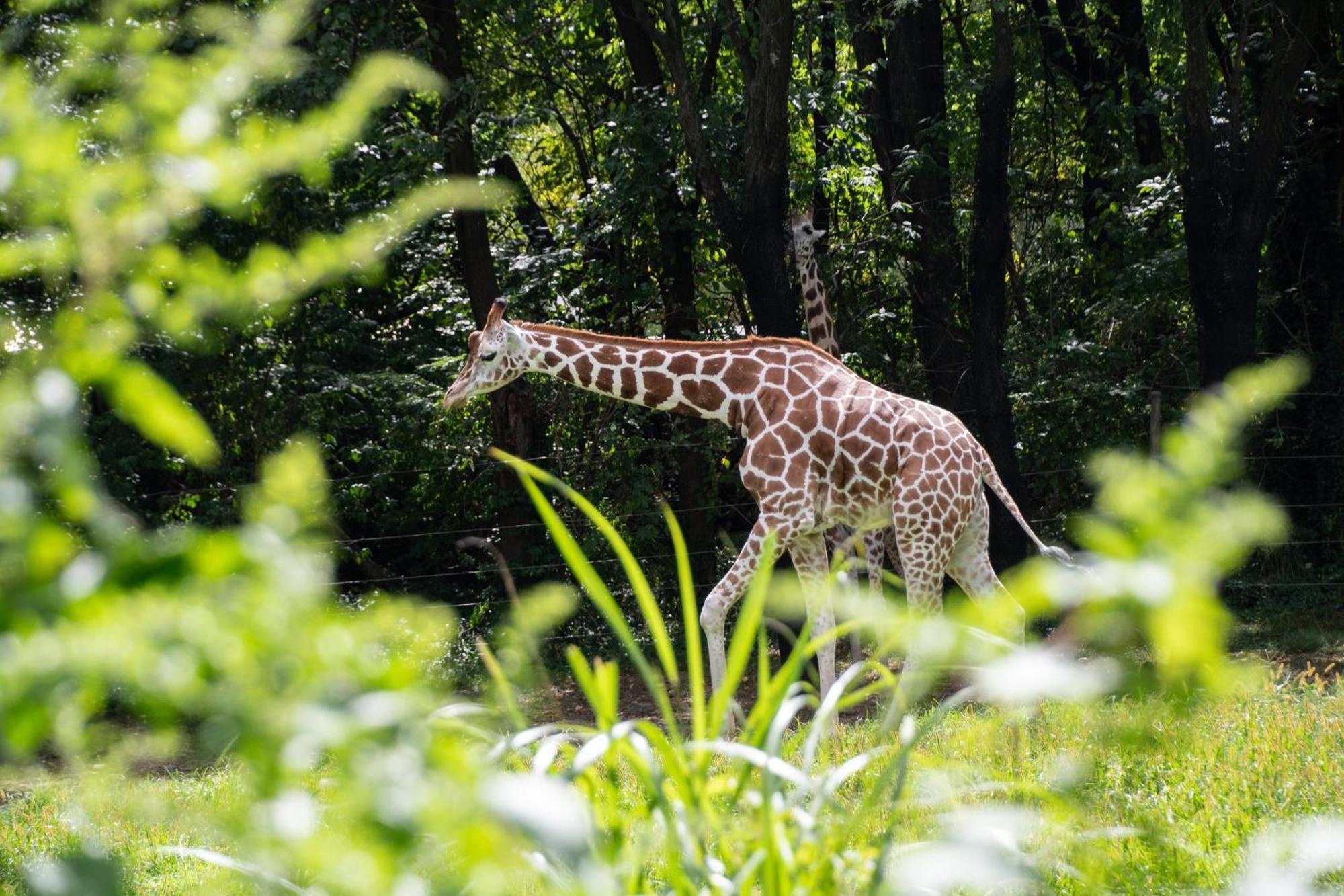 Hotel Express & Bronx - Zoo Area By Ihg