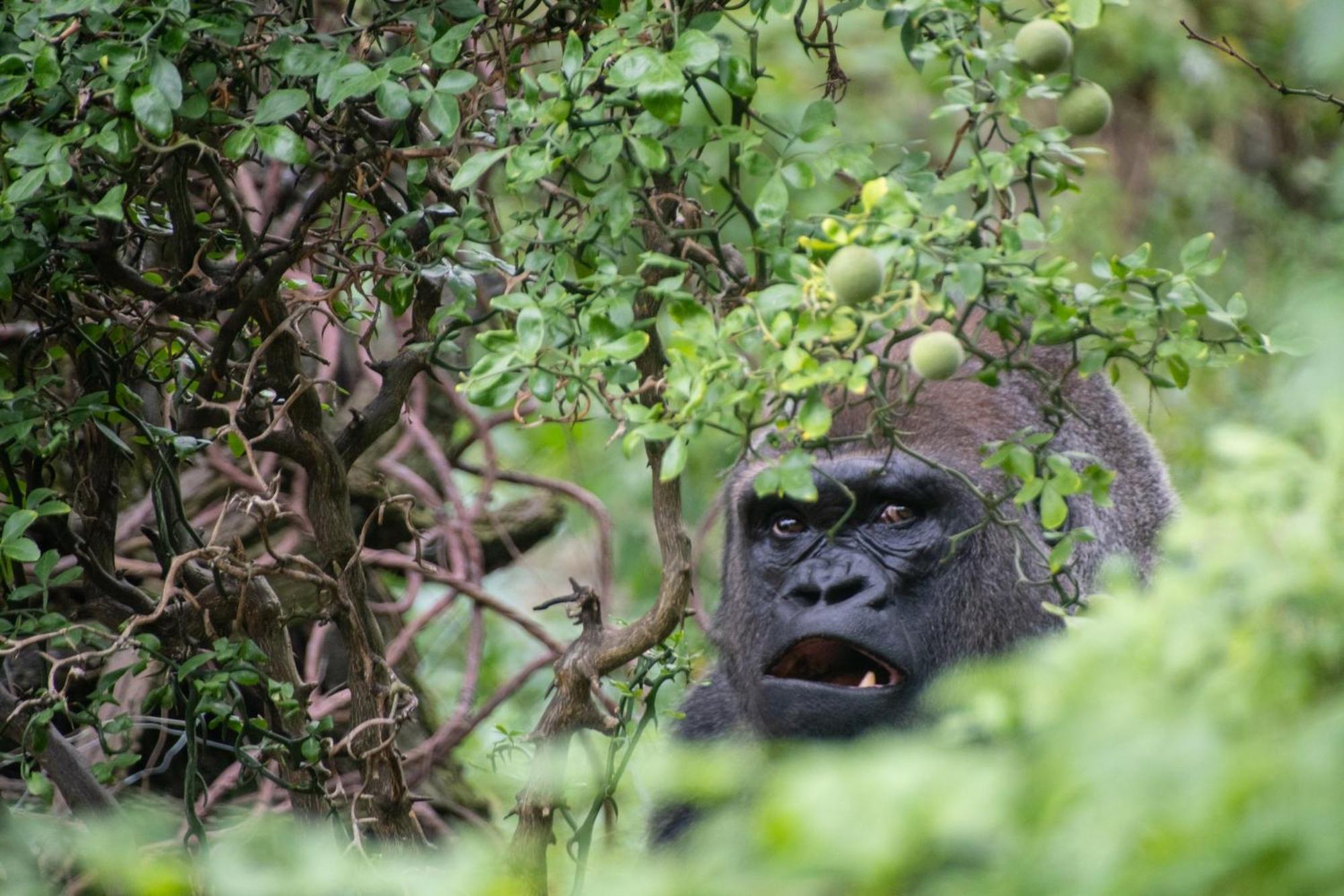 Express & Bronx - Zoo Area By Ihg Hotel New York