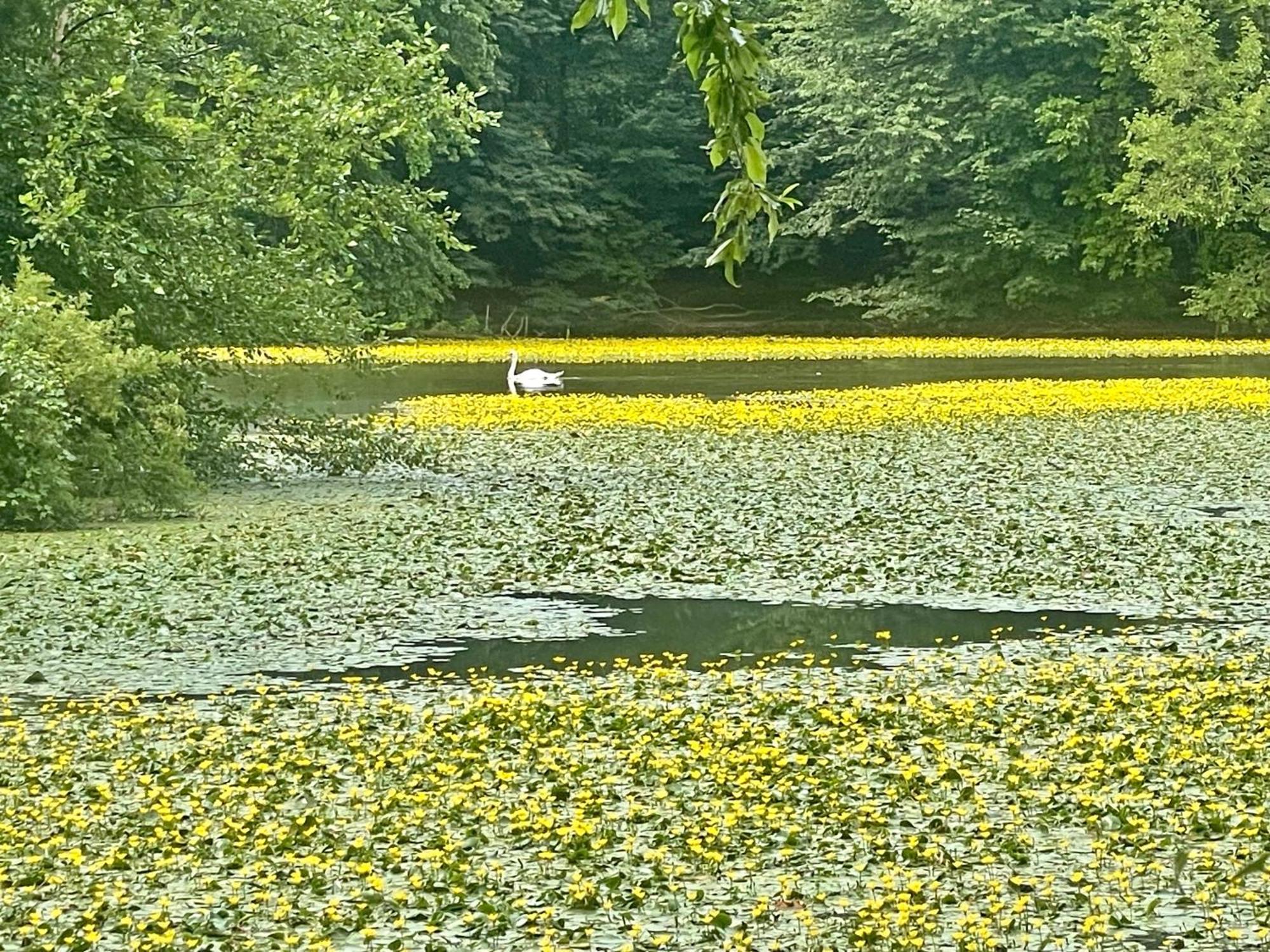 Homestay Brooklyn Zen