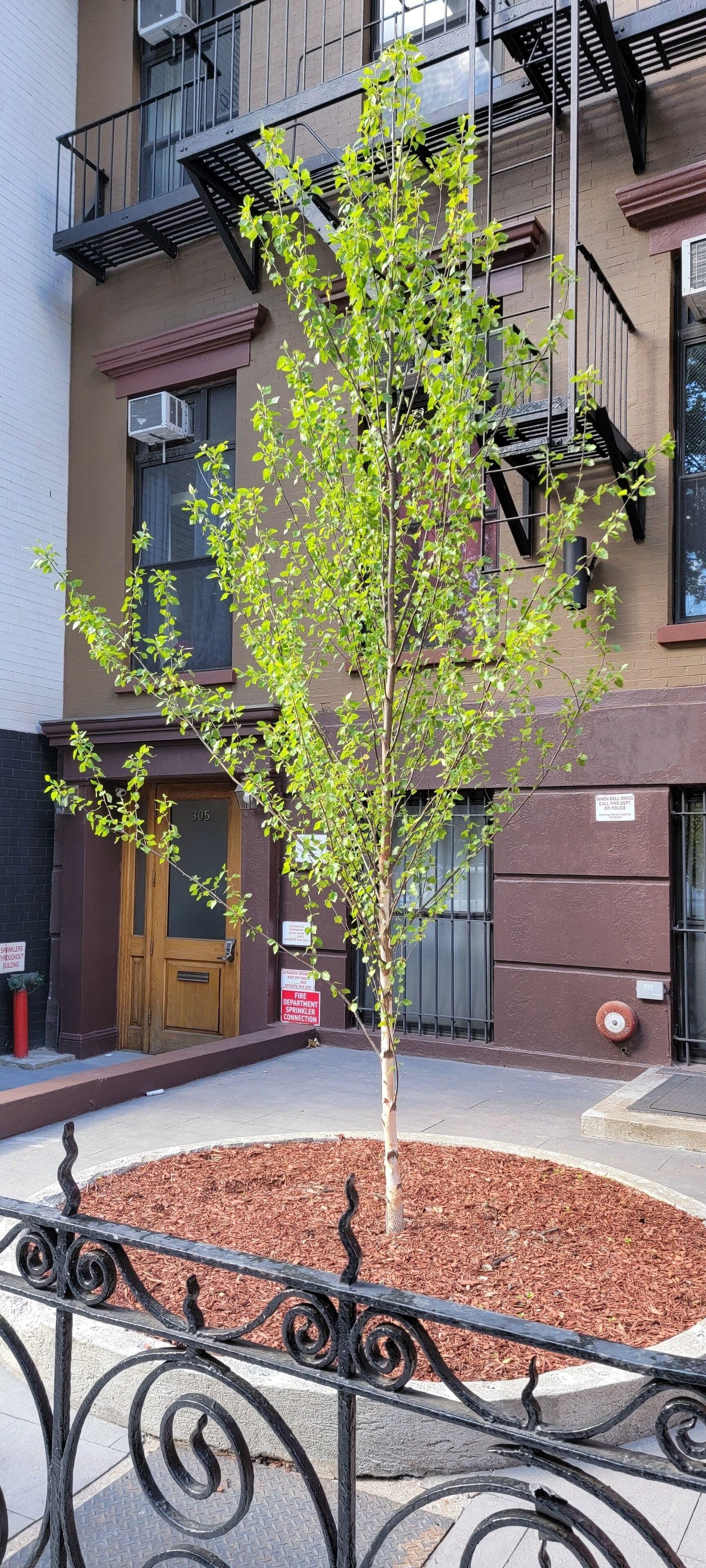 Lamartine Chelsea Hostel