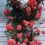 Cozy Private Room In Downtown Flushing