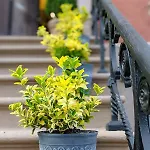 Luxury Duplex In 1880s Brownstone W Private Garden Apartment *