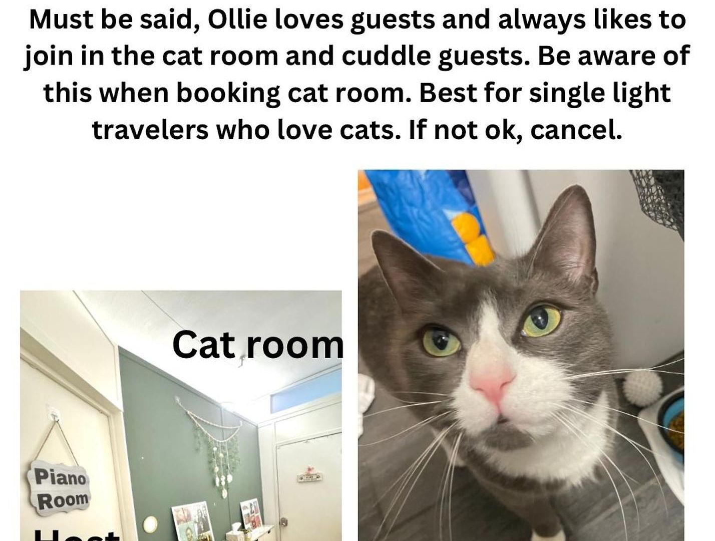Cat By Delicate Living Conversion Shared Space Only Cat Friendly Only 25 Min To Time Square New York