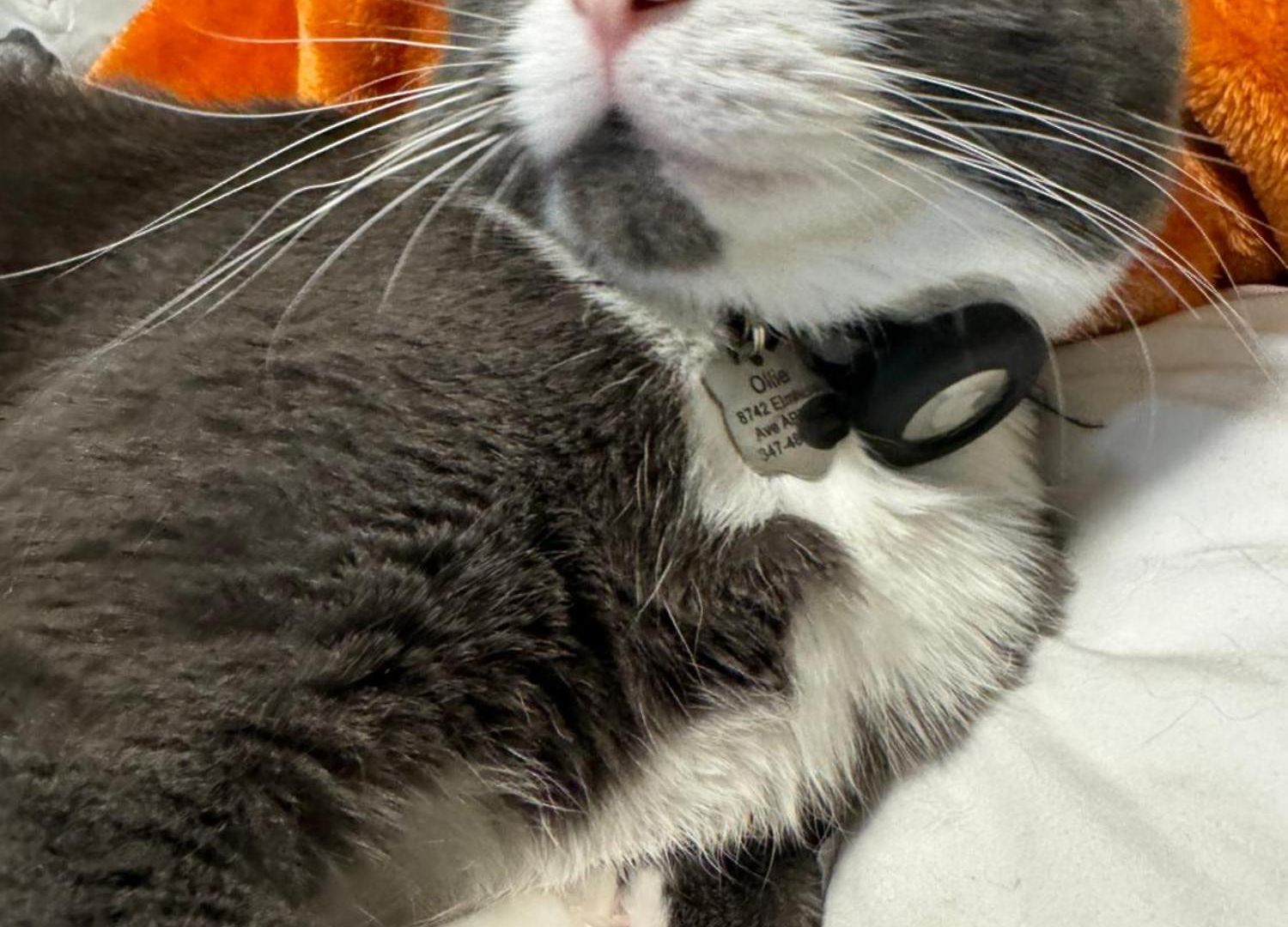 Apartment Cat By Delicate Living Conversion Shared Space Only Cat Friendly Only 25 Min To Time Square *