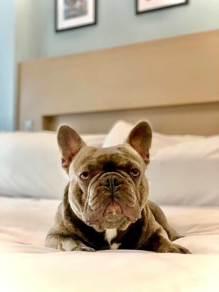 Hotel Wingate By Wyndham Bronx Haven Park New York