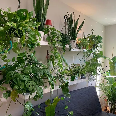 Homestay Urban Jungle Oasis In Queens! *