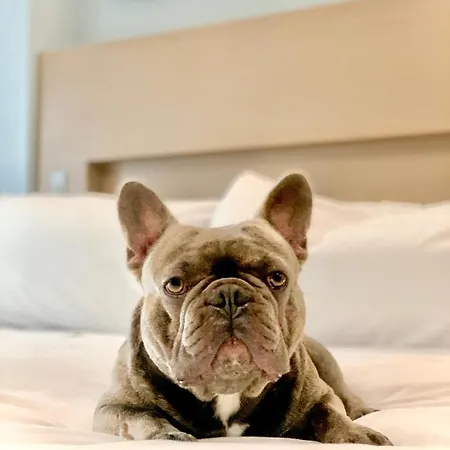 Hotel Wingate By Wyndham Bronx Haven Park 3*
