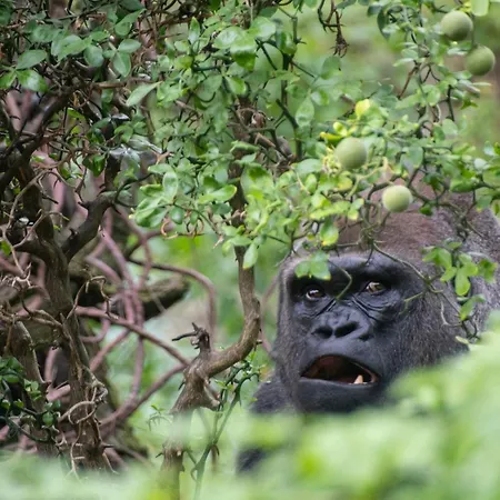Express & Bronx - Zoo Area By Ihg Hotel New York