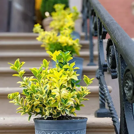 Luxury Duplex In 1880s Brownstone W Private Garden Apartment *