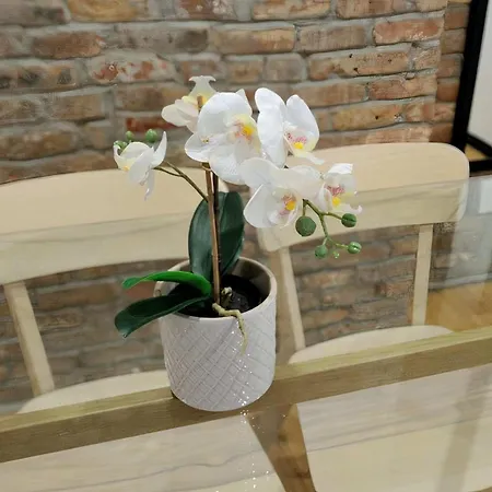 The Ideal Vibe 8556 New York