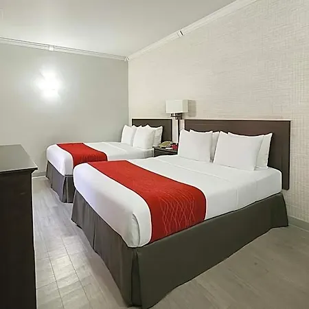 Comfort Chelsea