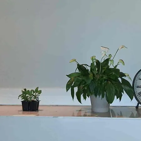 Apartment Cozy In Kew Gardens 20 Minutes To Midtown Manhattan *