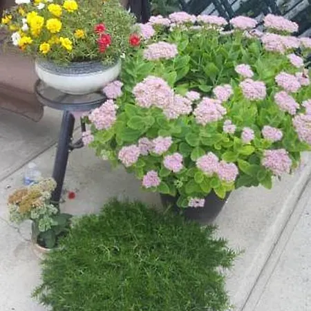 Apartment Affordable In Shared House Brooklyn *