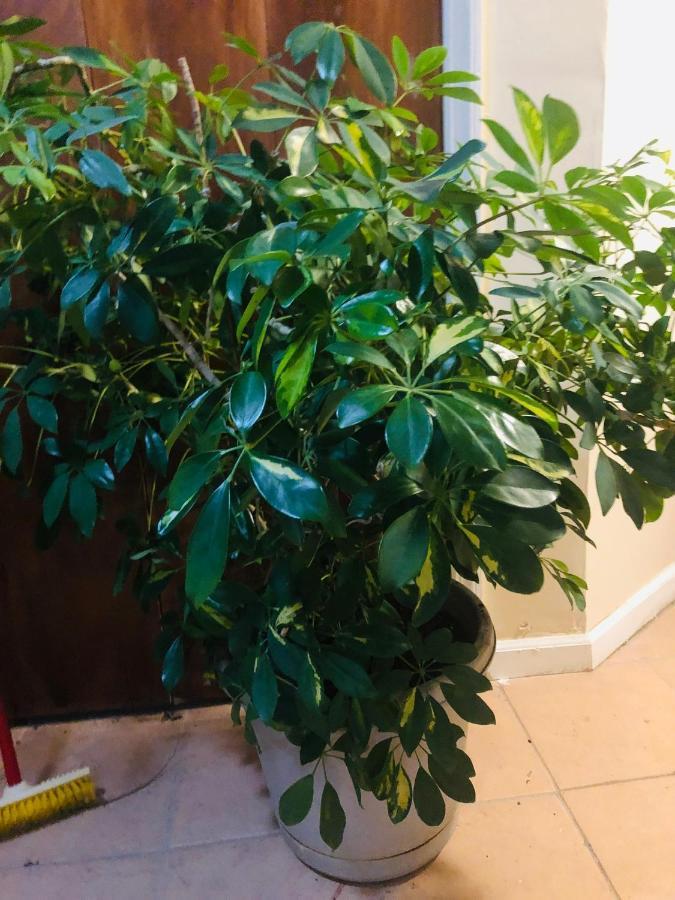 Brooklyn Blue House Hotel New York