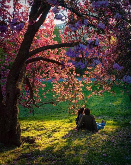 Apartment Park Plaza