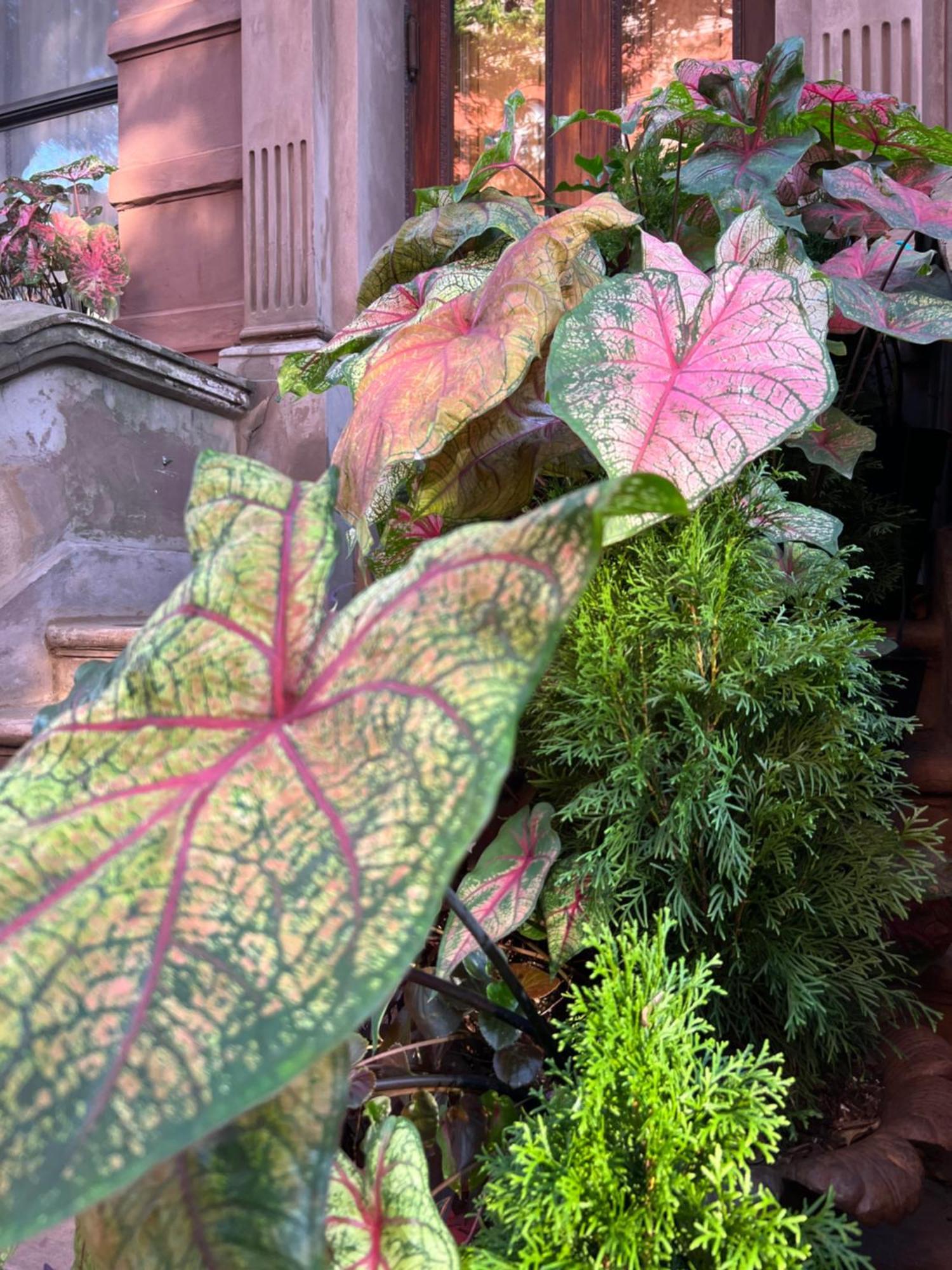 Guest house Soul Food 'mont Morris'