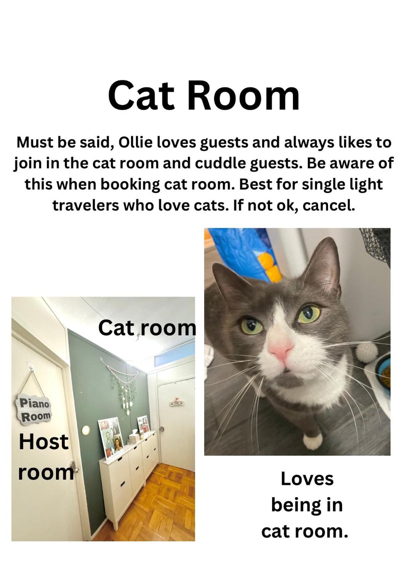Cat By Delicate Living Conversion Shared Space Only Cat Friendly Only 25 Min To Time Square New York