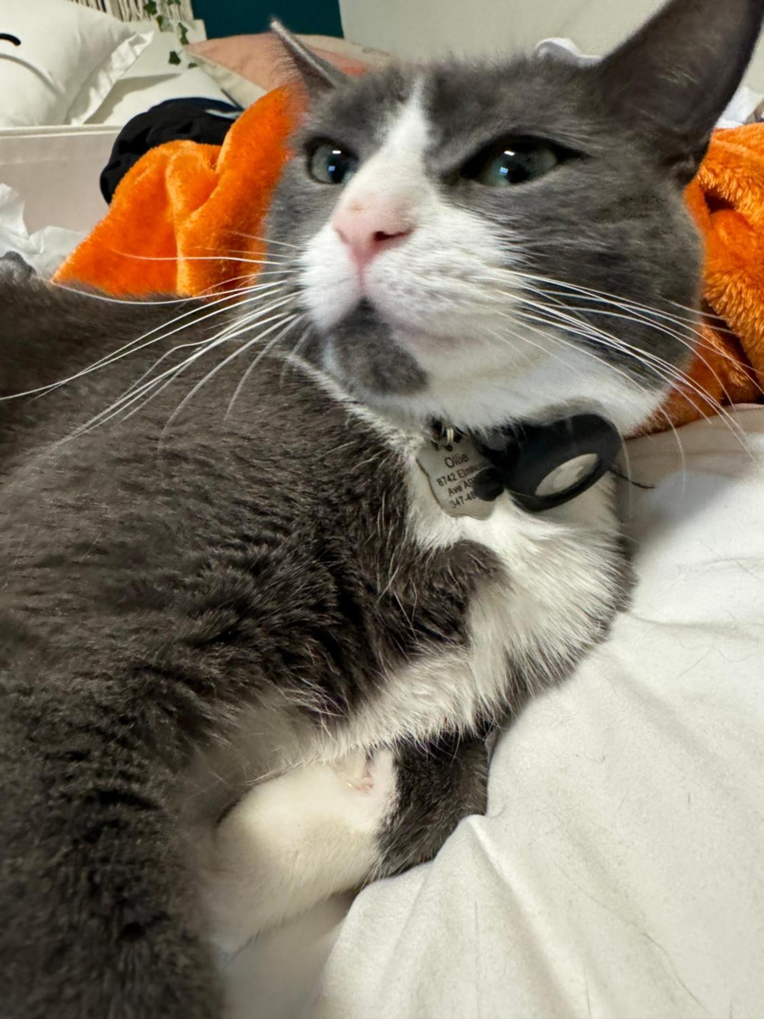 Apartment Cat By Delicate Living Conversion Shared Space Only Cat Friendly Only 25 Min To Time Square *