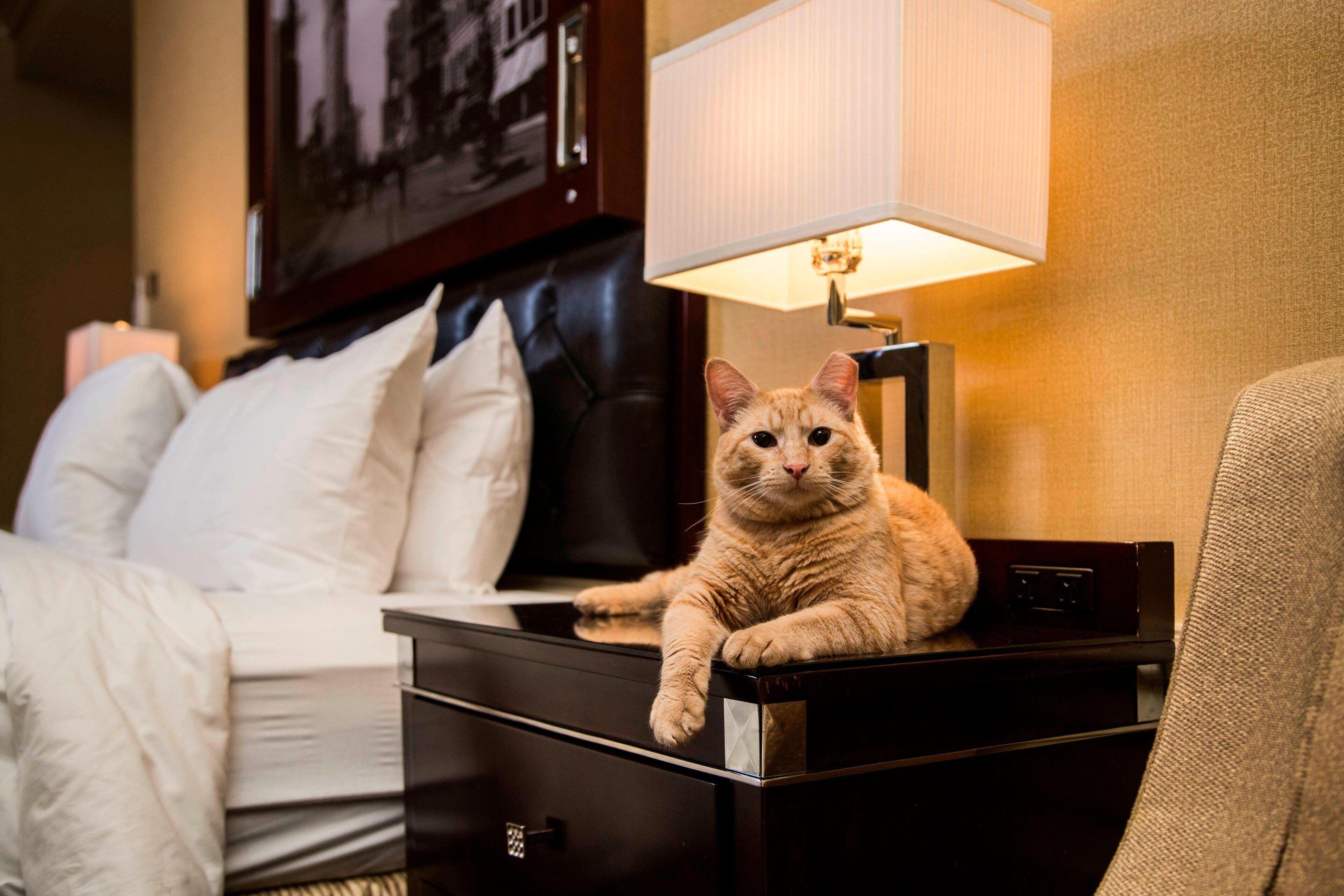 The Algonquin Times Square, Autograph Collection New York