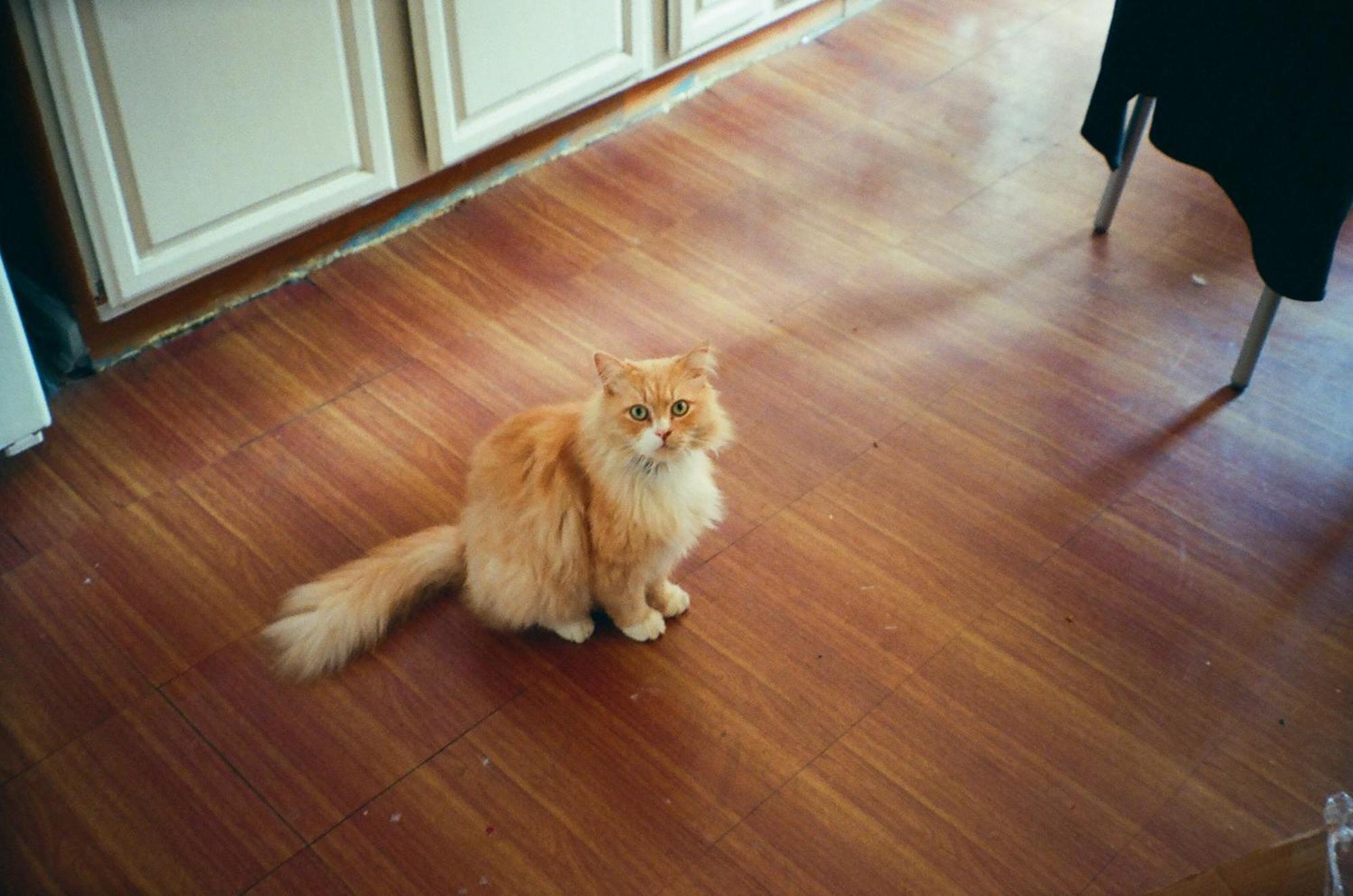 Homestay Cozy Brooklyn Home, Private In Host Shared New York