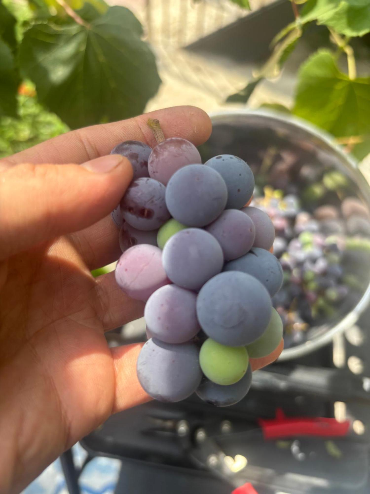 Enchanting Brownstone With A Magical Garden * New York