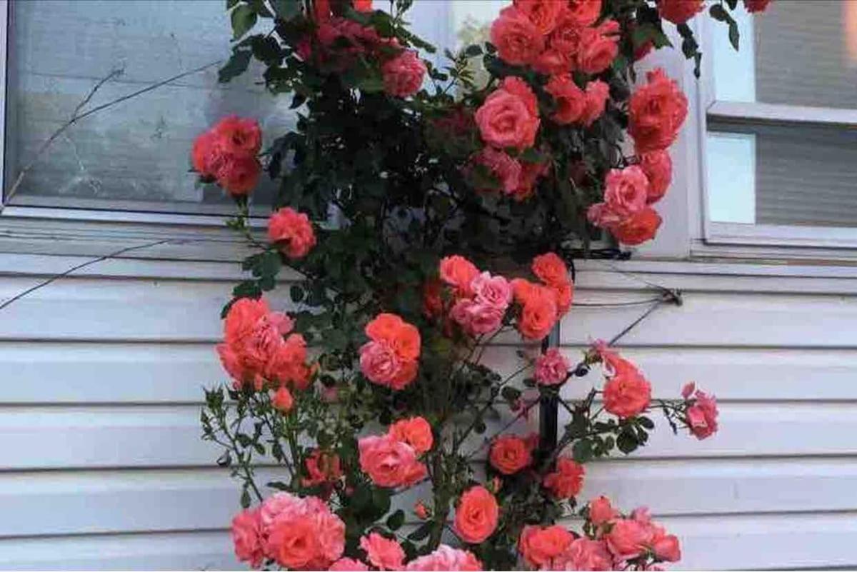 Cozy Private In Downtown Flushing *