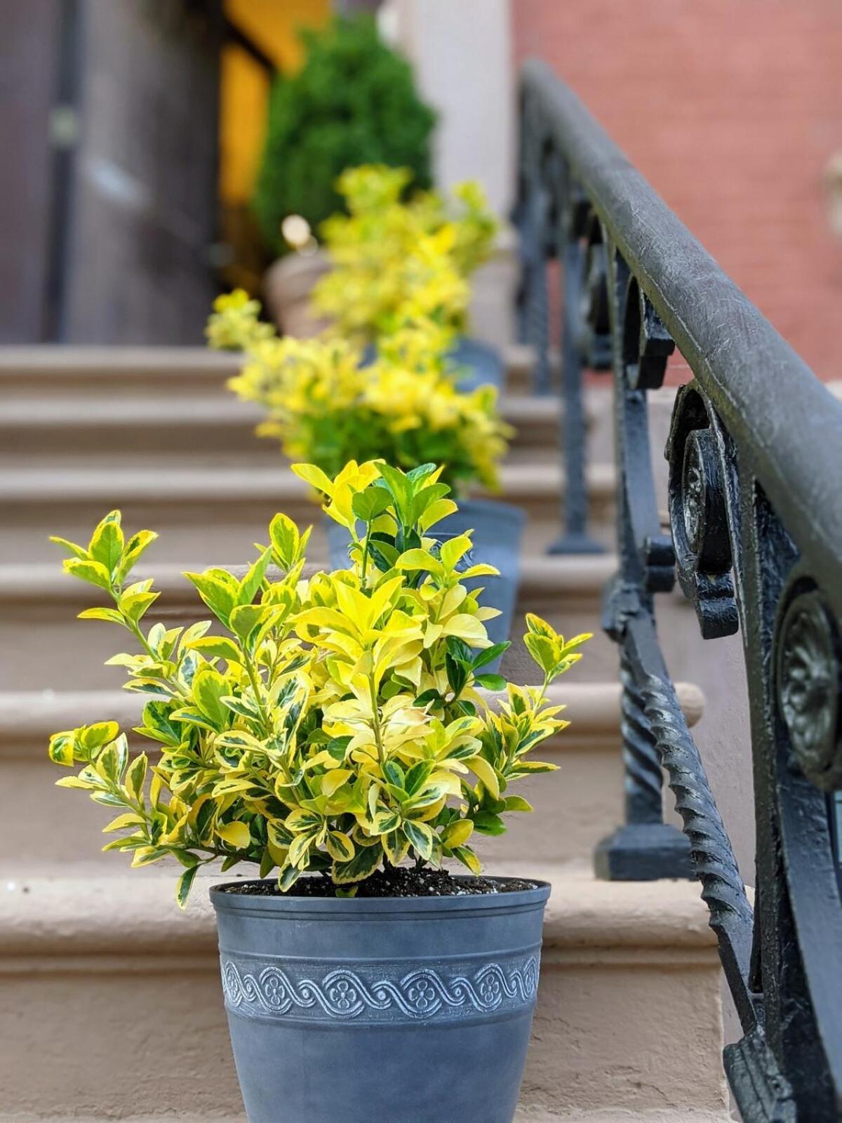 Luxury Duplex In 1880s Brownstone W Private Garden Apartment *