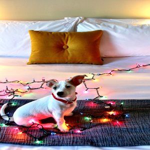 Hotel 50 Bowery, Part Of Jdv By Hyatt