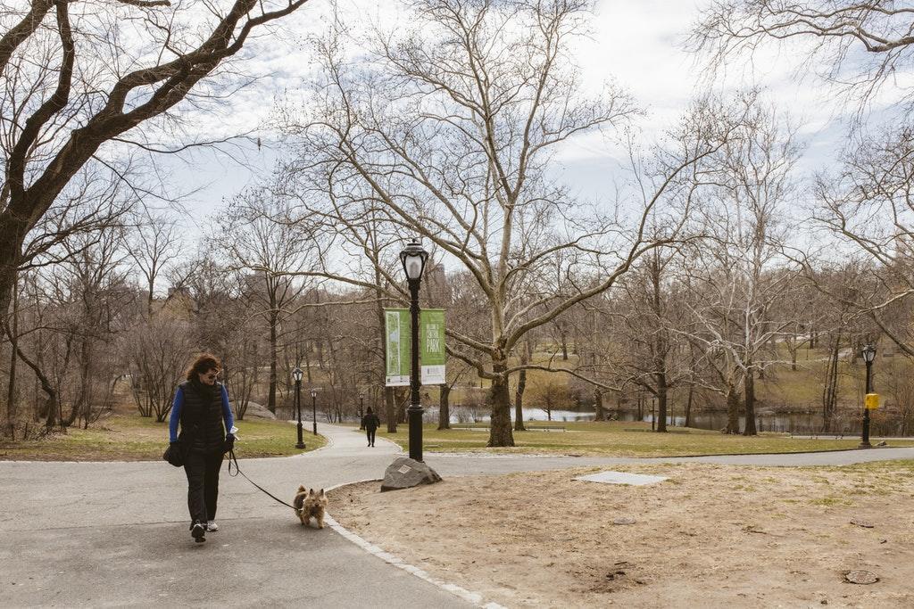 Central Park Overlook *