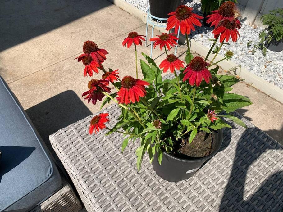 Apartment 3 Bedroom Duplex W Large Backyard New York