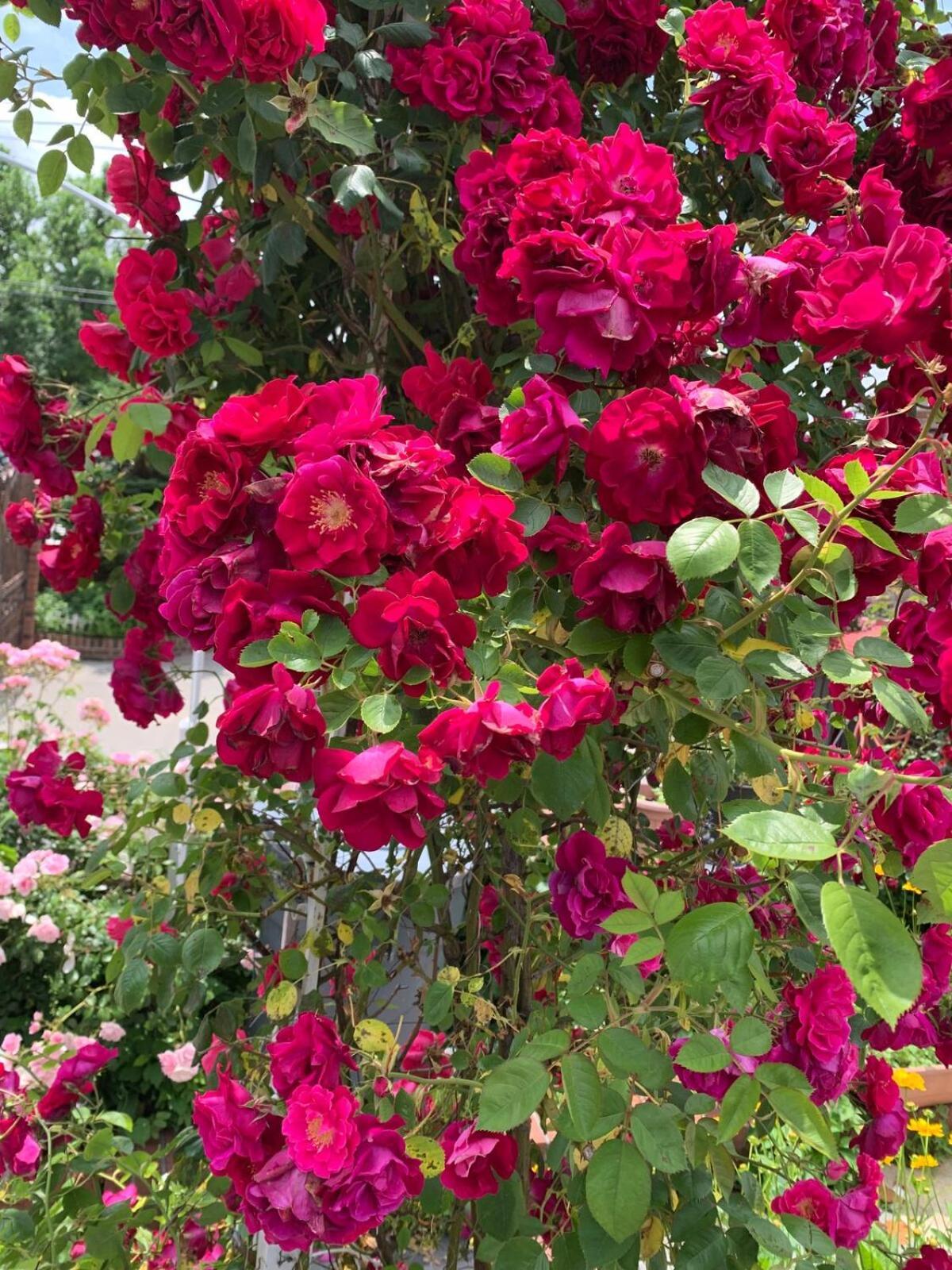 Homestay Cheerful 2 Bed In Heart Of Queens New York