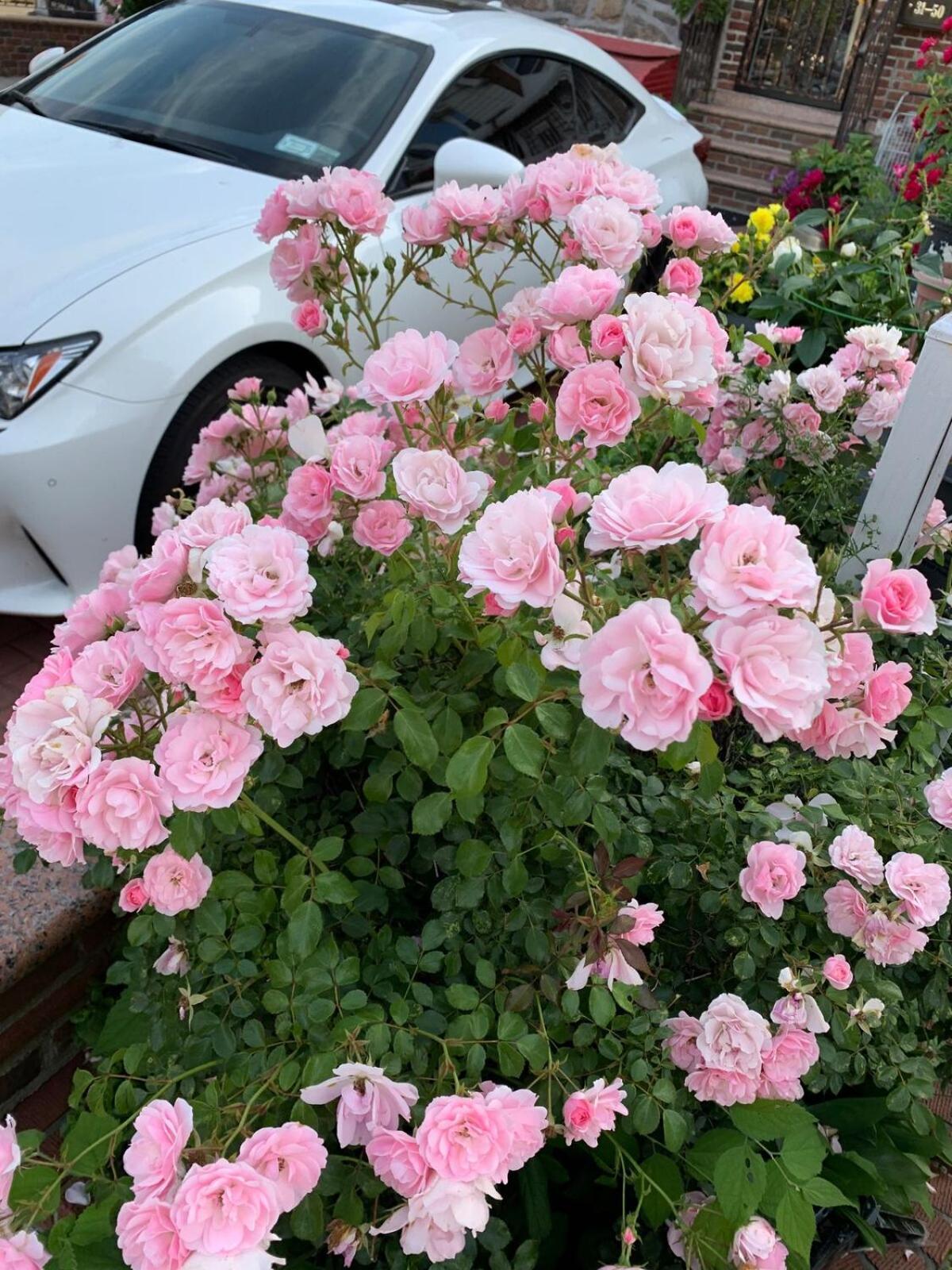 Cheerful 2 Bed In Heart Of Queens Homestay *