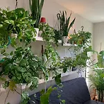 Urban Jungle Oasis In Queens!