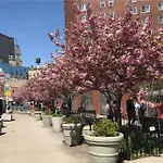 Mimosa