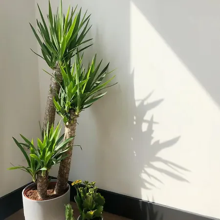 Sunny Private Bedroom Brooklyn Homestay *