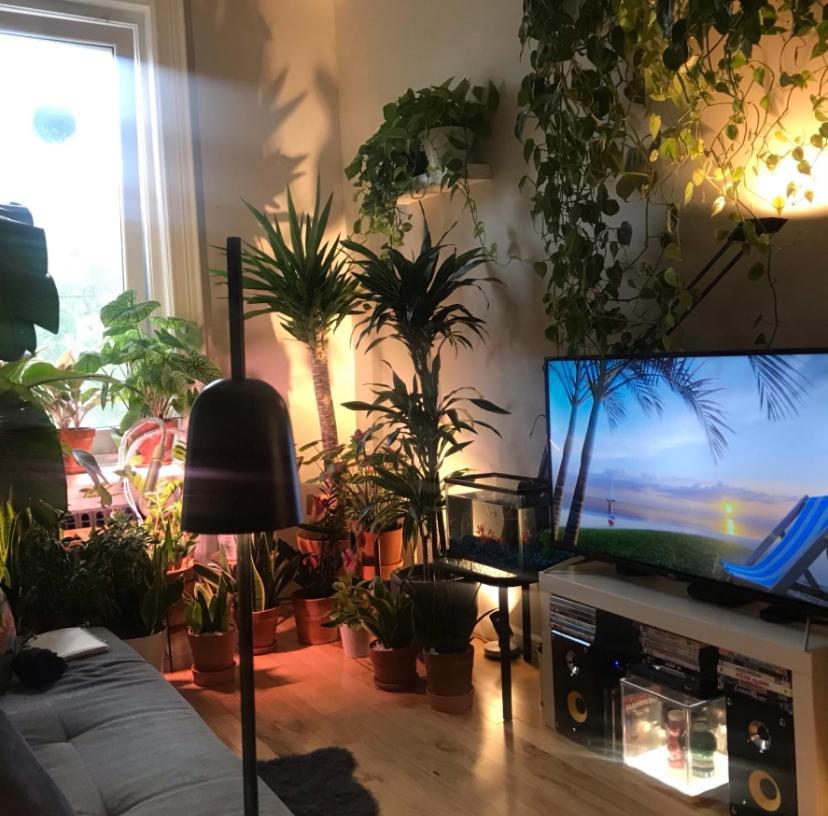 Homestay Urban Jungle Oasis In Queens!