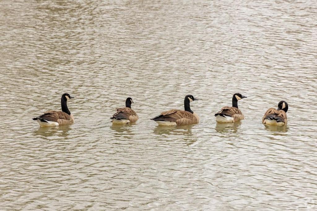 Tonel Paradise 1br Private Entrance Near Jfk *