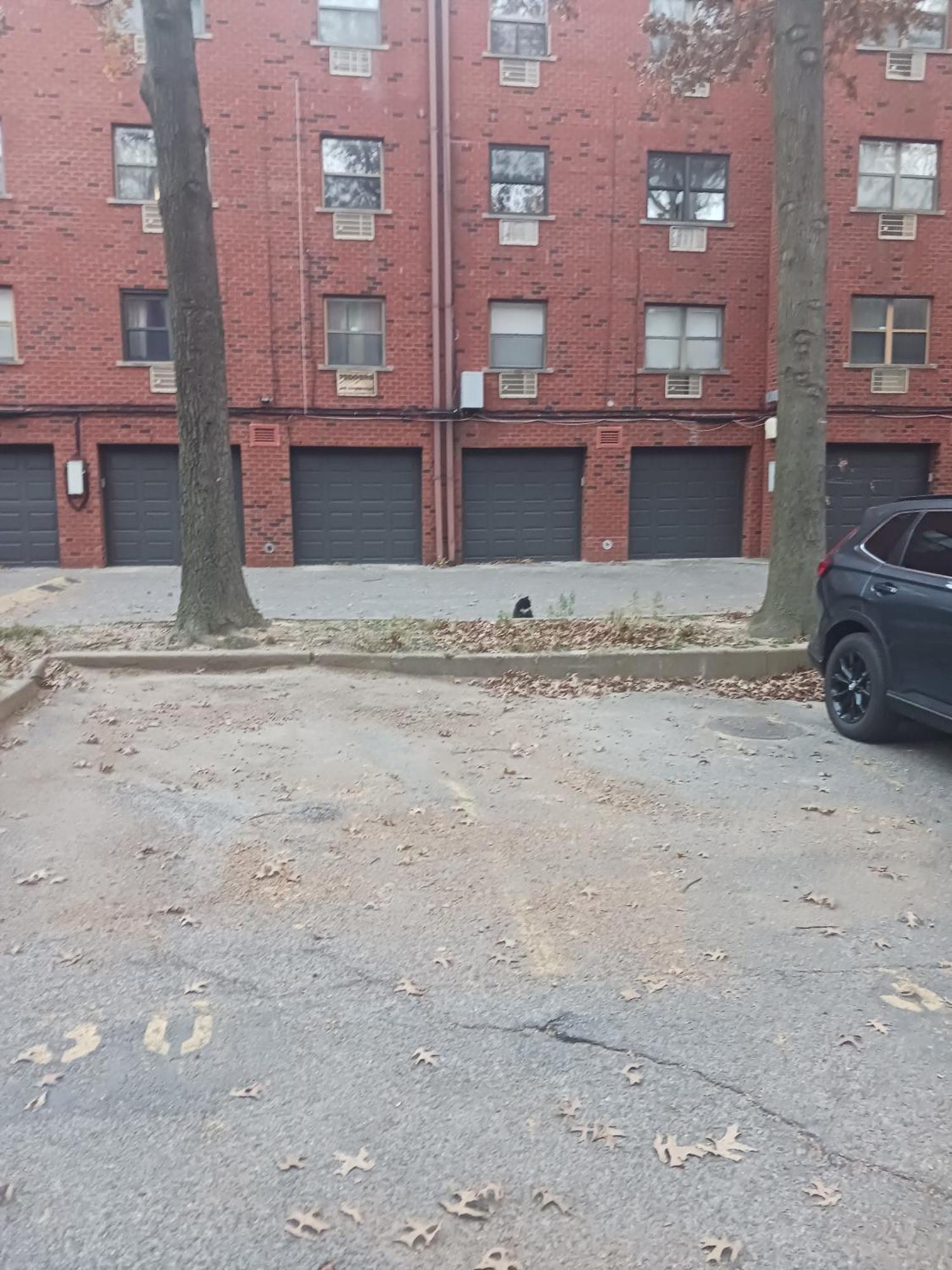 Comfy Cat Lover's In Fresh Meadows Séjour chez l'habitant New York
