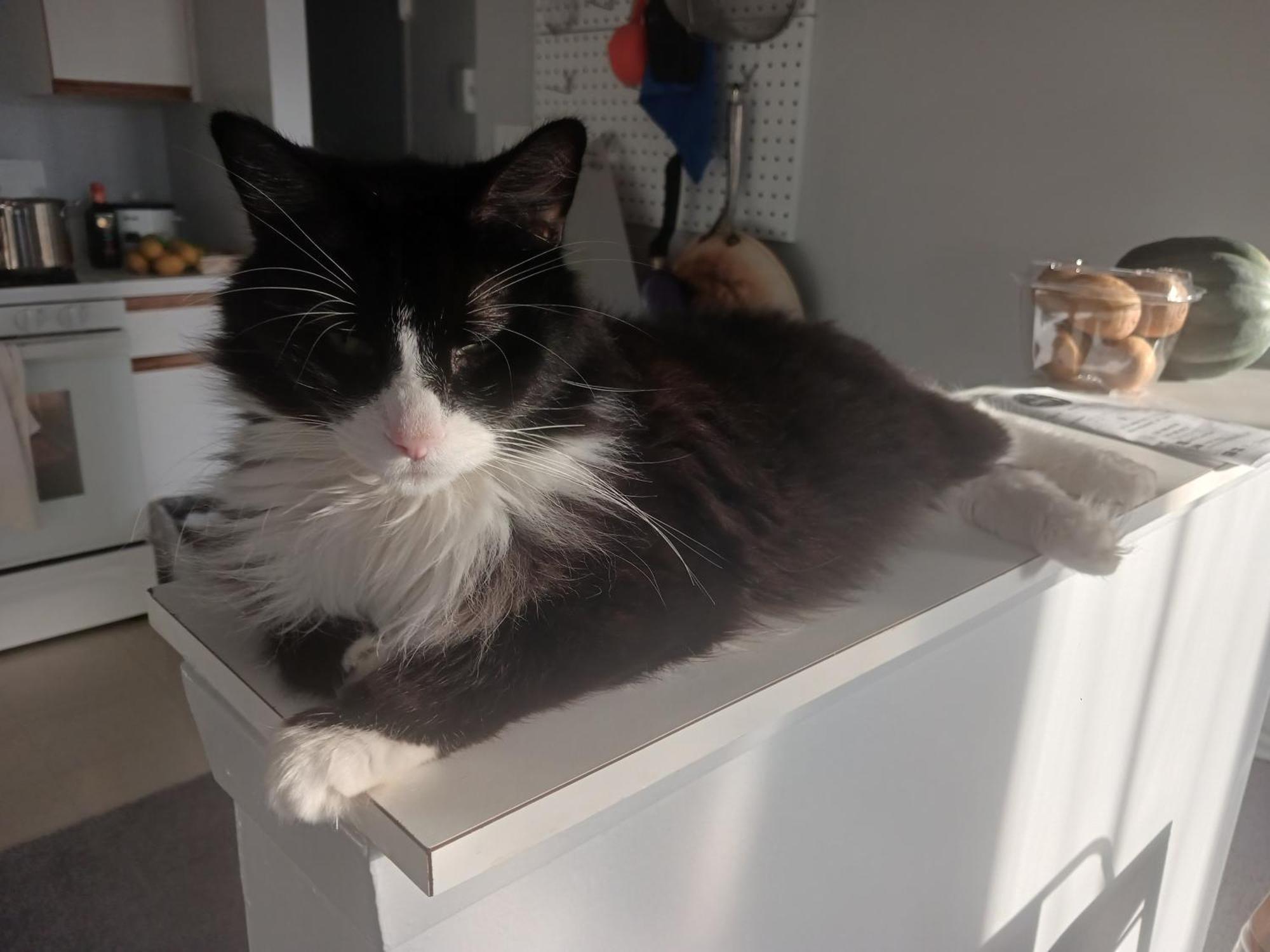 Séjour chez l'habitant Comfy Cat Lover's In Fresh Meadows *