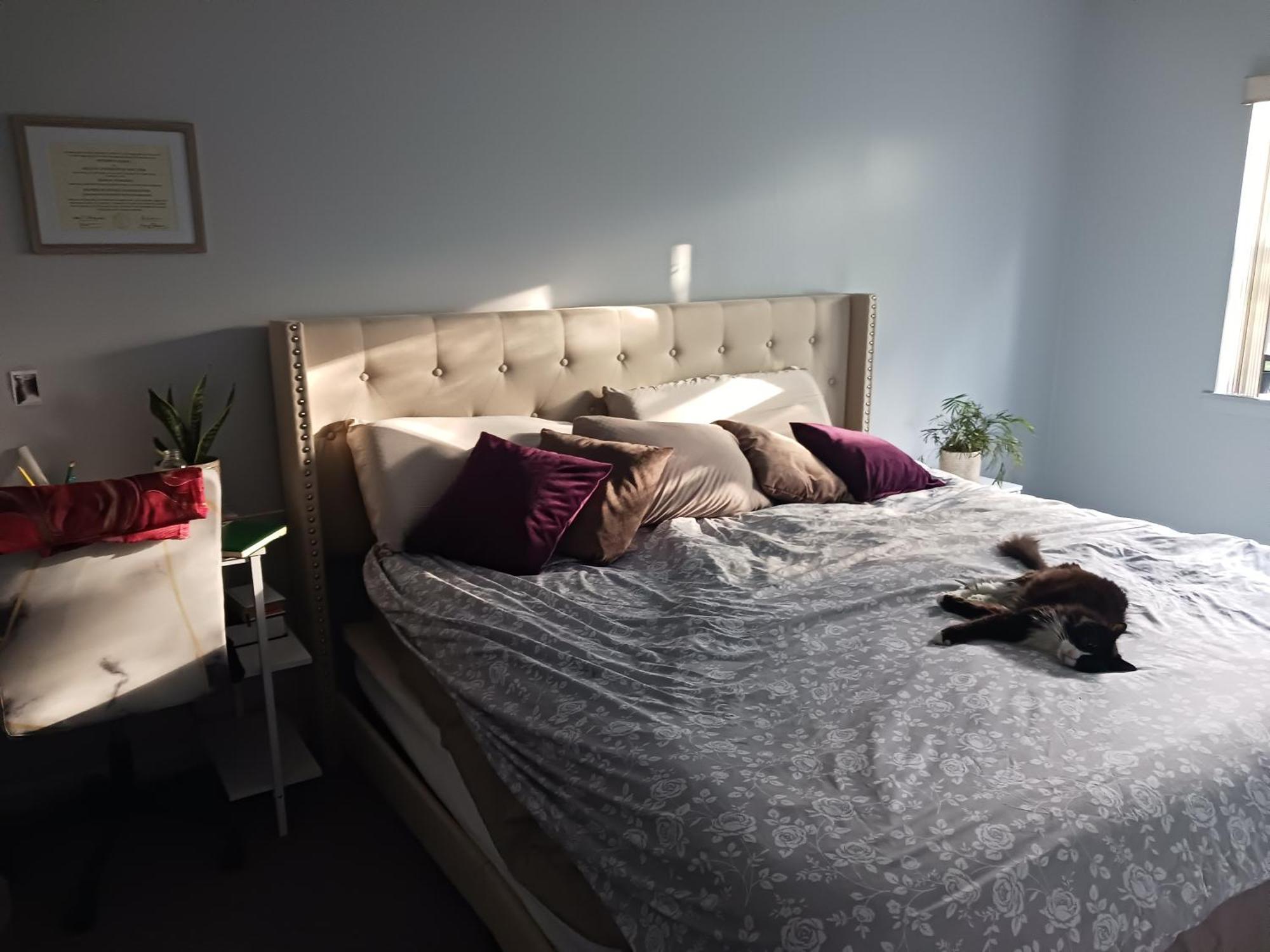 Séjour chez l'habitant Comfy Cat Lover's In Fresh Meadows *