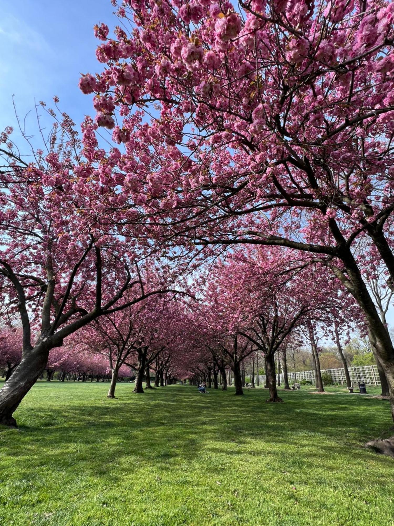 Share Historic Brownstone With The Host! Guest house New York