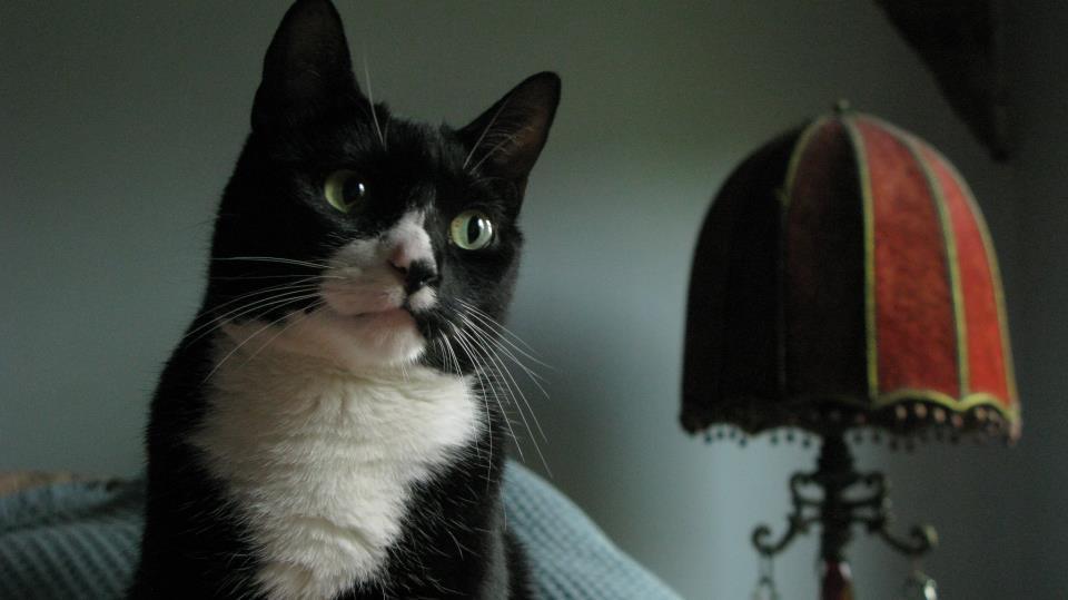 The Harlem Flophouse