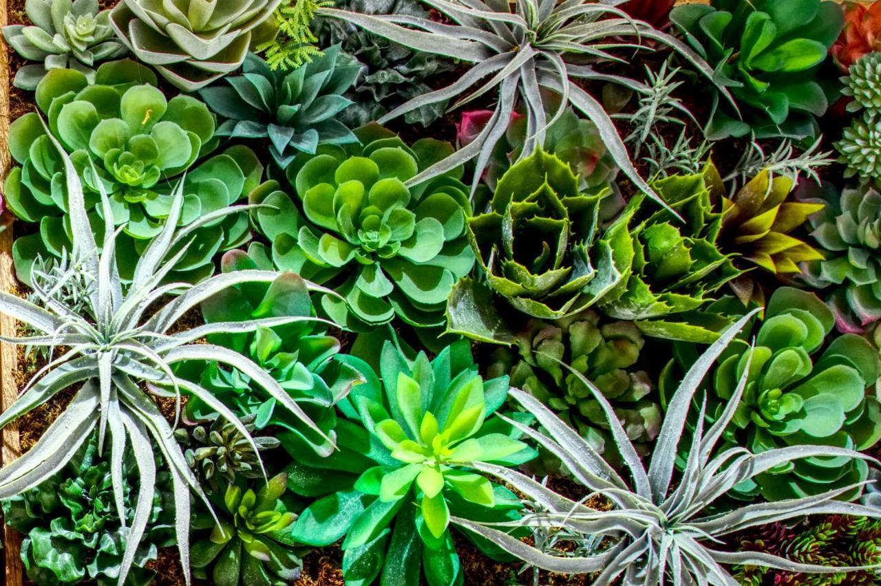 Chelsea (adults Only)